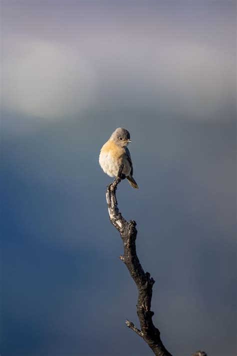 Download wallpaper 800x1200 western bluebird, bird, branch, blur iphone ...