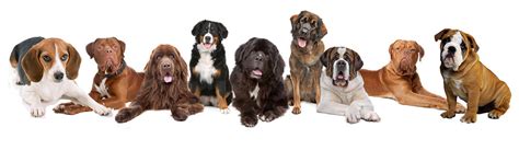 Flowbee Dogs 的图像结果