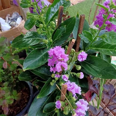 Lagerstroemia Speciosa: The Beautiful Jarul Flower Plant for Your Gard ...