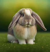 Image result for Holland Lop Drawing