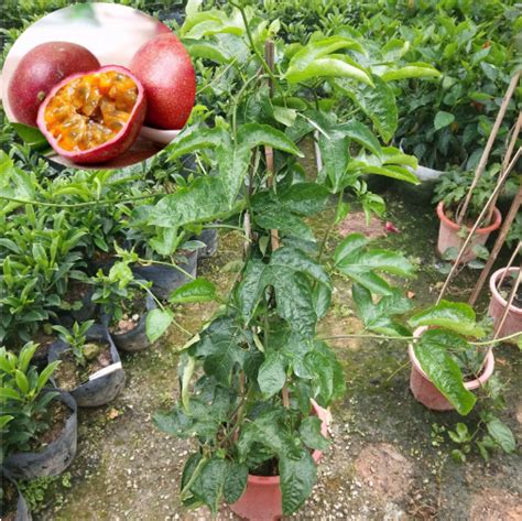 百香果籽如何培育成苗-种植技术-中国花木网