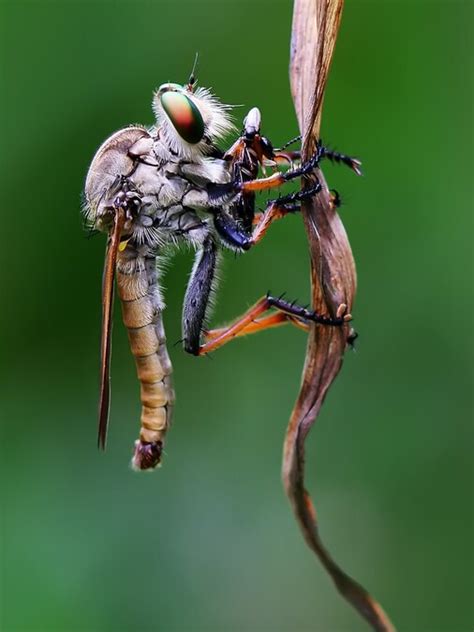 Blood Group a b o ab Mosquito Bites more rokter group mosha kamrano soc