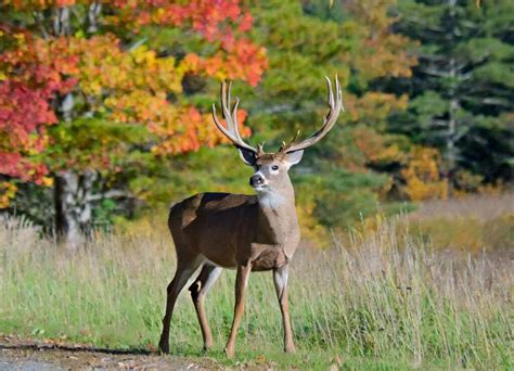 🦌Arkansas Deer Season 2025-2026 [Schedules, Licenses, Bag Limits & More!]