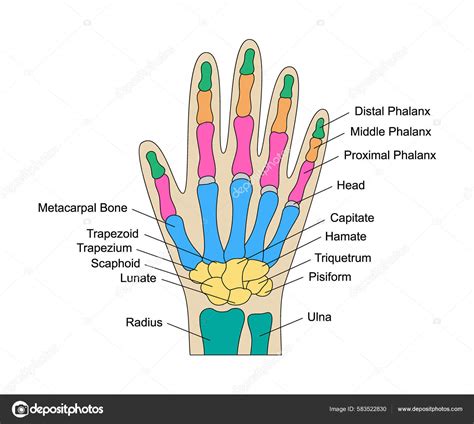 Huesos Humanos Mano Anatomía Con Descripciones Estructura Piezas Mano Color Vector de stock ...