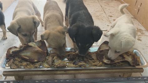 Dogs Taste Testing Food 的图像结果