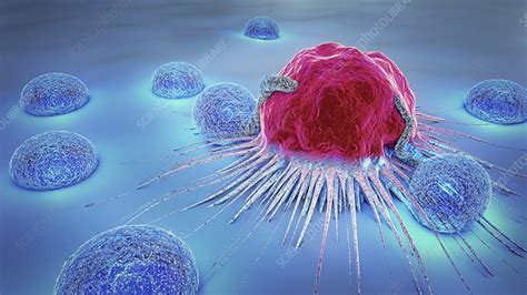 Image result for Lymphocytes Cancer