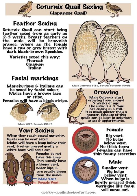 Coturnix Quail Color Chart