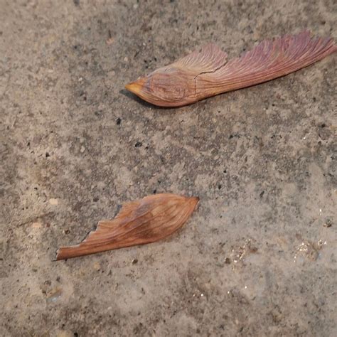 flashfire maple tree problems 的图像结果