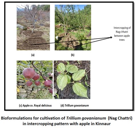 Dr YS Parmar University of Horticulture & Forestry