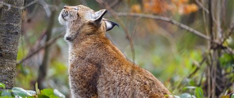 Download wallpaper 2560x1080 lynx, pose, predator, wildlife, animal ...