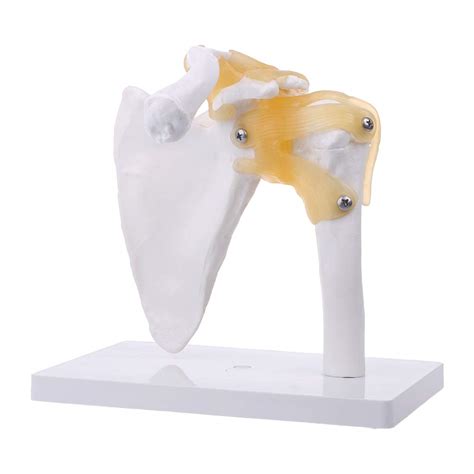 Ruzyy Functional Anatomical Life Size Human Anatomy Skeleton Shoulder ...