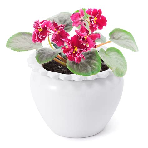 African Violet Flower Pots