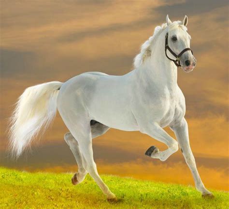 animal pictures horse