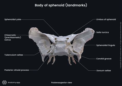 Sphenoid bone | Anatomy.app