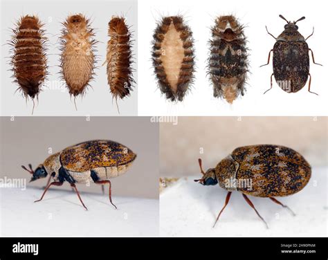 Carpet Beetles Life Cycle