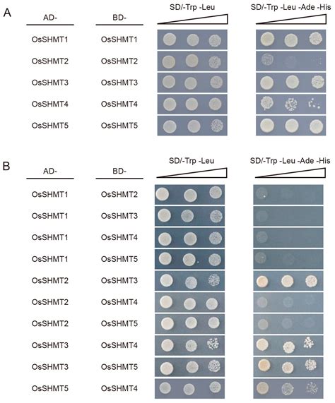 Rice Serine Hydroxymethyltransferases: Evolution, Subcellular ...