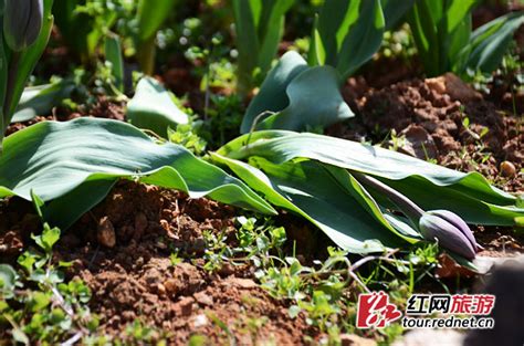 赏花成伤花 湖南省植物园新种花草遭游人踩踏_新浪新闻