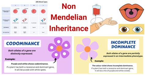 Image result for Simple Mendelian Inheritance Examples