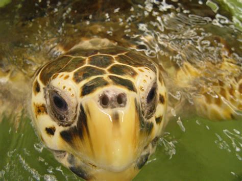 Image result for Sea Turtle Adaptations