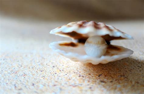 The World's Oldest Pearl is Pink and Proof of Neolithic Trading | The ...