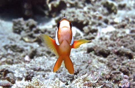 Image result for Poisson Clown