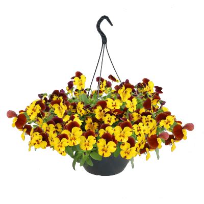Viola Highflyer Yellow Red Wing Flower Seeds – ChhajedGarden.com