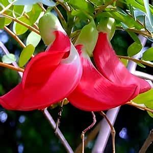 Live Sesbania Red Bok phool or Heron flower Plant,Spinach Agathi Keerai ...