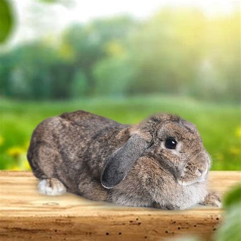 Special care of Holland Lop Bunny: images, video, size, lifespan & price