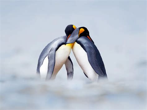 Do Penguins Mate For Life? | Birdfact