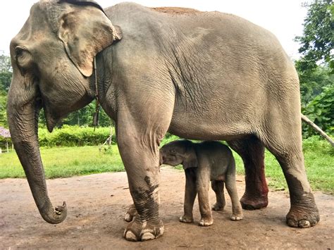 Karen Tribe Elephant Experience: Ethical or Not?