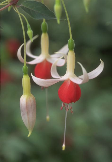 How to grow fuchsias: make them the centrepiece of your borders, pots and hanging baskets ...