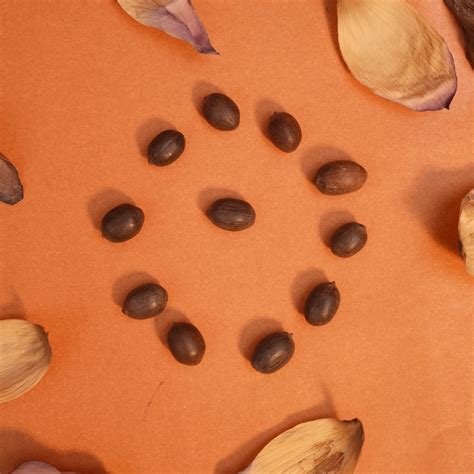 Kamal Gatta Seeds - Pack of 11 – ServDharm
