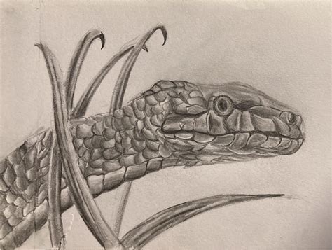 Snake Scales Drawing