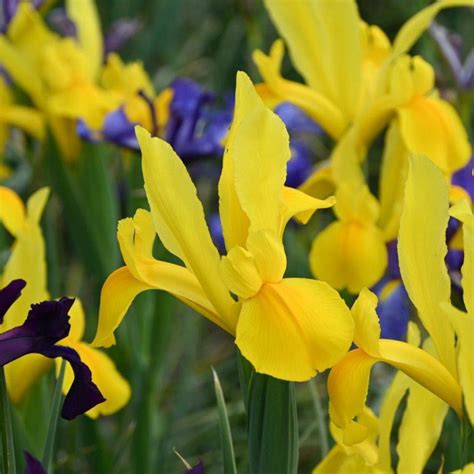 Iris hollandica 'Stronggold' - buy Irises at Coolplants