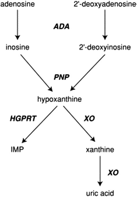 Deficiency of Adenosine Deaminase 2 - Rheumatic Disease Clinics