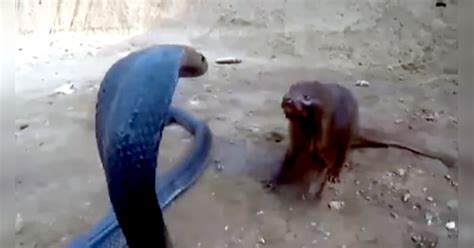 King cobra mongoose fight video to the death you might be surprised at ...
