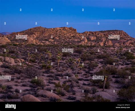 Landscape in Joshua Tree National Park, California, USA, where the Mojave and Colorado desert ...