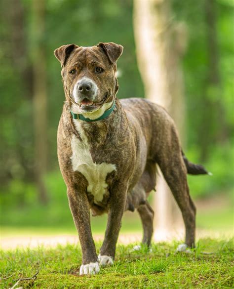 Are Staffordshire Terriers High Energy at Jorge Holyfield blog