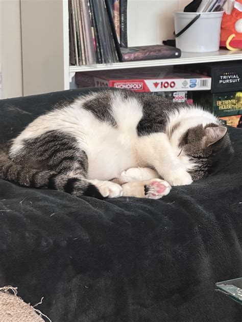 The missile is eepy : r/cats