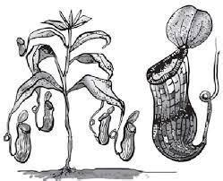 Write five lines about Pitcher plant and draw and colour its picture ...