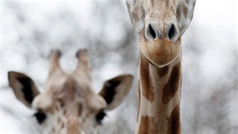 Evansville Parks Board says no to giraffe project at Mesker Park Zoo