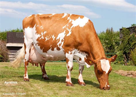 Ayrshire Dairy Cattle