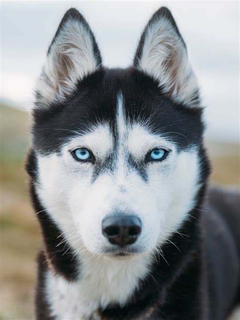 Man Quits Job To Go On Adventure Around Norway With His Husky | FREEYORK
