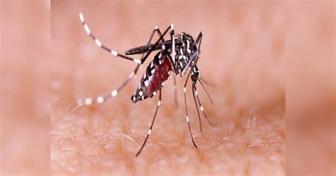 Chatra Dengue Cases Number of dengue patients crosses 100 in Chatra ...