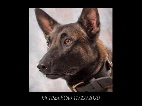 Pa. K9 dies from fall during burglary investigation: report - pennlive.com