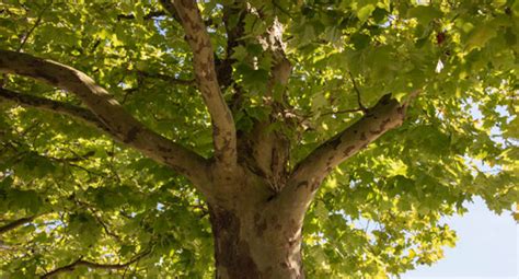 Image result for Sycamore Tree Usage