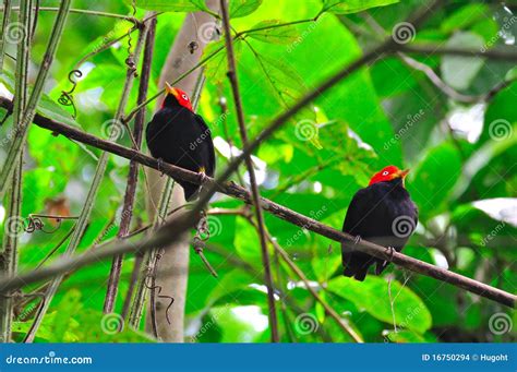 Red Capped Manakin, Costa Rica Stock Photo - Image of color, birds ...
