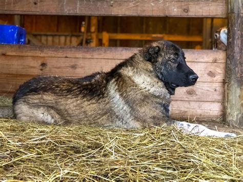 What Breeds Of Dogs Are In Armenia