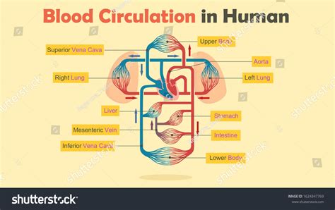 Circulate 的图像结果