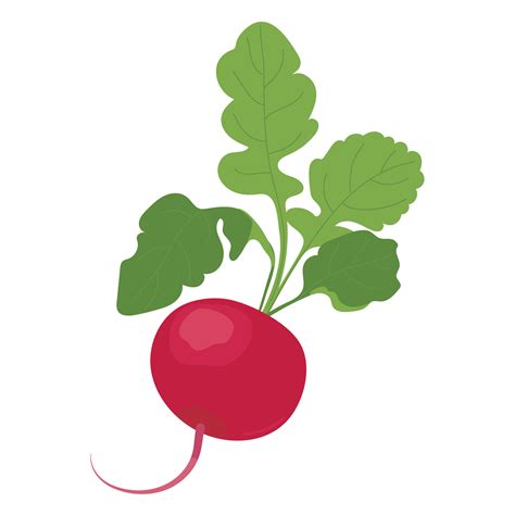 Radishes in flat style. Vector vegetable on a white background. Farm ...